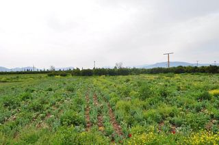 Αγροτεμάχια 4.000 τ.μ. για πώληση, Αργολίδα, Άργος-thumb-5