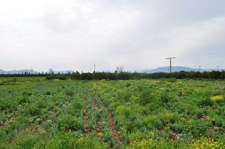 Αγροτεμάχια 4.000 τ.μ. για πώληση, Αργολίδα, Άργος-thumb-25