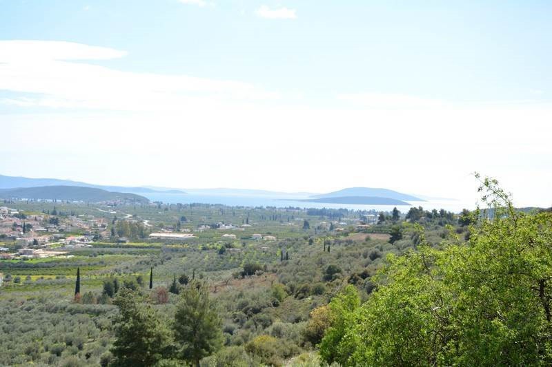 Αγροτεμάχια 5.100 τ.μ. προς πώληση, Εξώστης