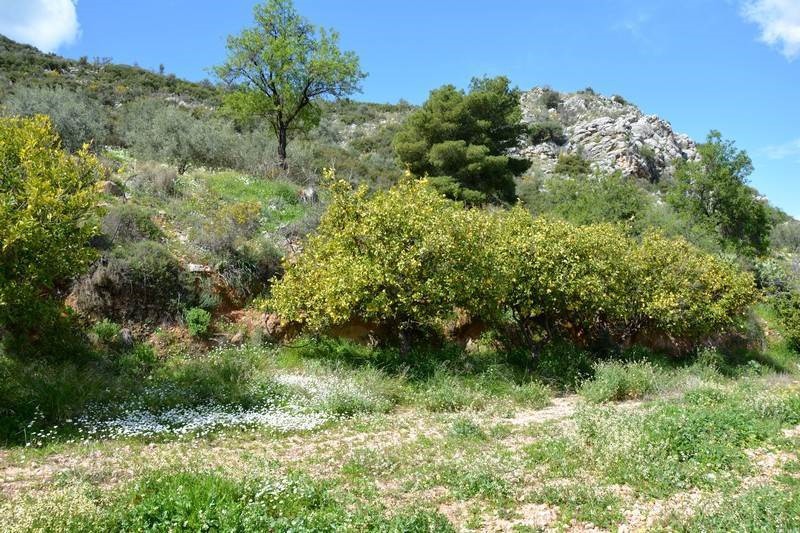 Αγροτεμάχια 5.100 τ.μ. προς πώληση, Εξώστης
