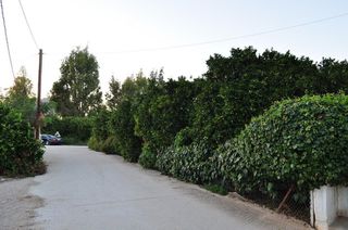 Οικόπεδο 4.000 τ.μ. για πώληση, Αργολίδα, Άργος-thumb-7