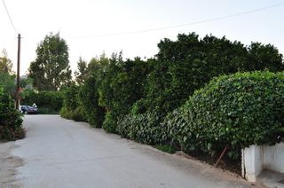 Οικόπεδο 4.000 τ.μ. για πώληση, Αργολίδα, Άργος-thumb-4