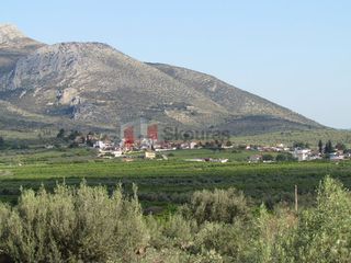 Αγροτεμάχια 2.000 τ.μ. για πώληση
