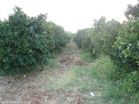 Αγροτεμάχια 2.000τ.μ. για πώληση-Μυκήνες