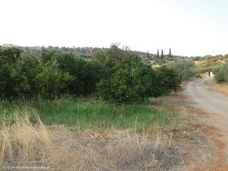 Αγροτεμάχια 2.000 τ.μ. για πώληση