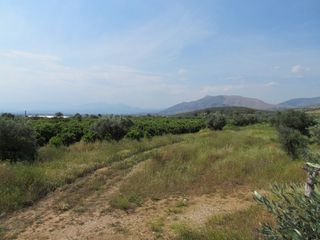 Αγροτεμάχια 3.500 τ.μ. για πώληση