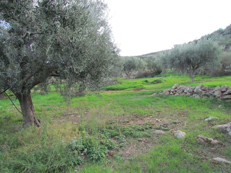 Αγροτεμάχια 5.700 τ.μ. προς πώληση, Ξηροπήγαδο Βόρειας Κυνουρίας