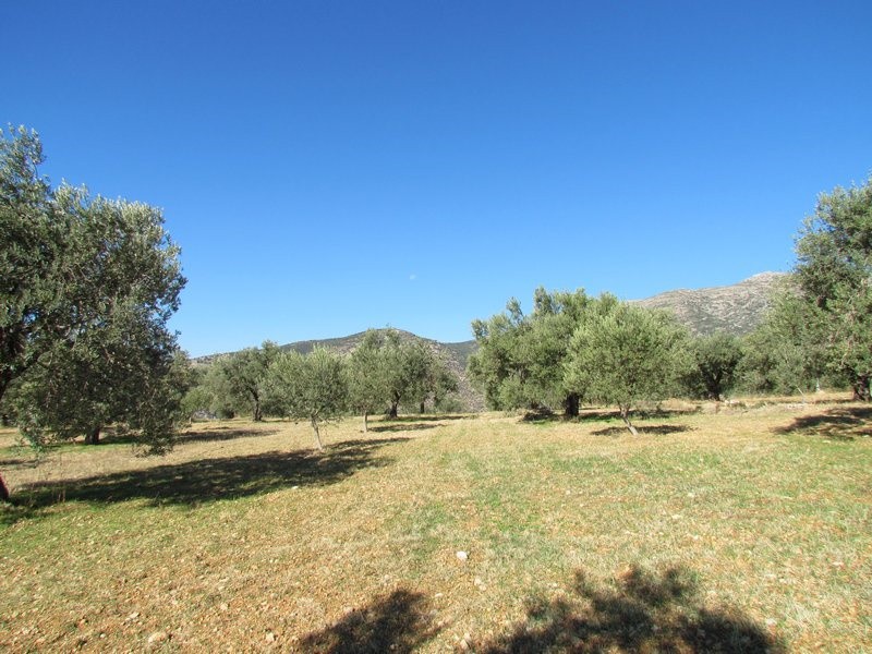 Αγροτεμάχια 37.500 τ.μ. προς πώληση, Μαλαντρένι