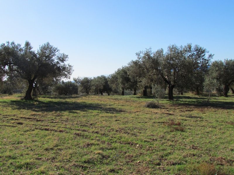 Αγροτεμάχια 37.500 τ.μ. προς πώληση, Μαλαντρένι