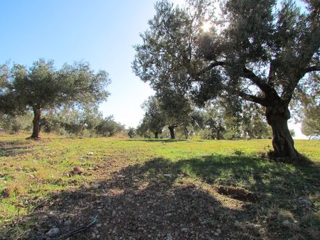 Αγροτεμάχια 37.500τ.μ. για πώληση-Κουτσοπόδι