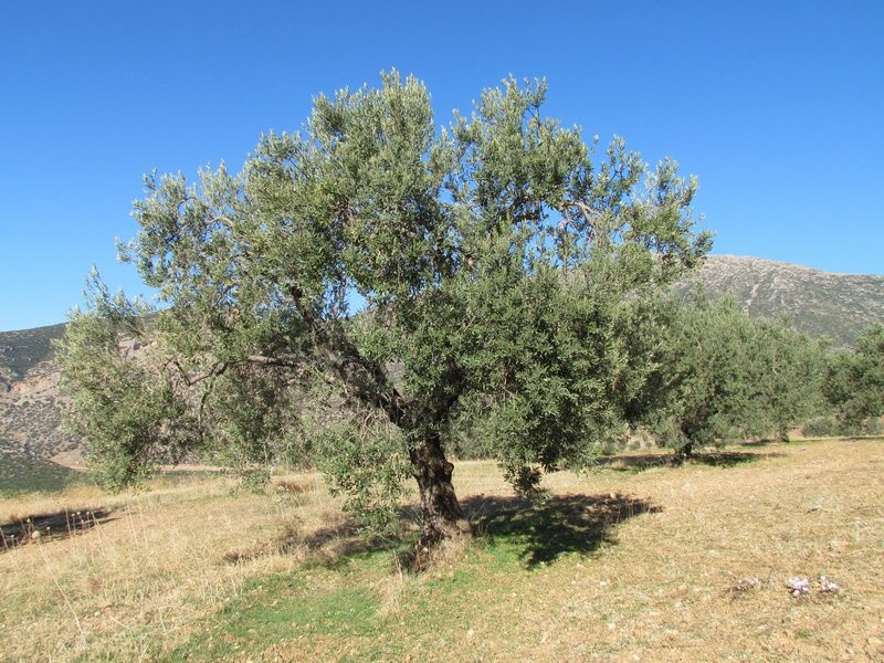 Αγροτεμάχια 37.500 τ.μ. προς πώληση, Μαλαντρένι