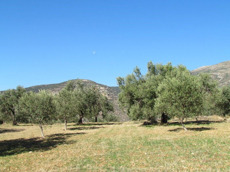 Αγροτεμάχια 37.500 τ.μ. προς πώληση, Μαλαντρένι
