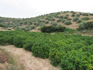 Αγροτεμάχια 11.800 τ.μ. για πώληση