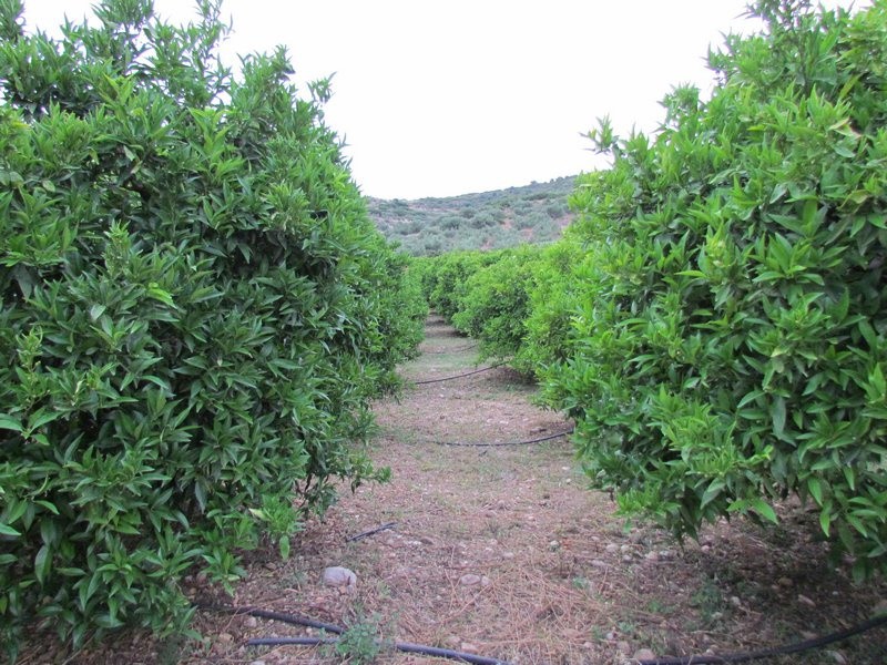 Αγροτεμάχια 11.800 τ.μ. προς πώληση, Μονή Καρακαλά