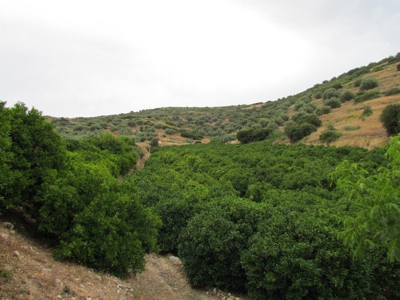 Αγροτεμάχια 11.800 τ.μ. προς πώληση, Μονή Καρακαλά