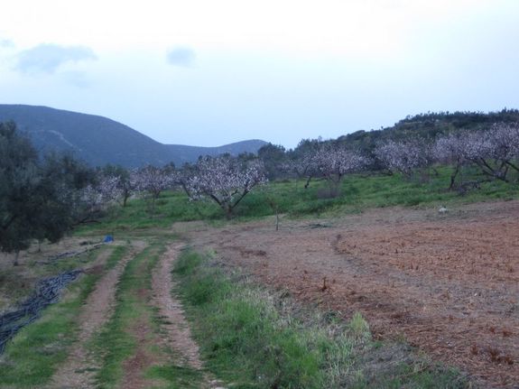 Αγροτεμάχια 130.000 τ.μ. για πώληση, Αργολίδα, Αχλαδόκαμπος