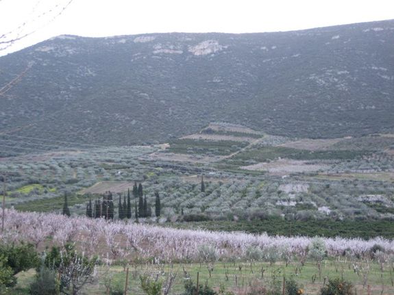 Αγροτεμάχια 130.000 τ.μ. για πώληση, Αργολίδα, Αχλαδόκαμπος