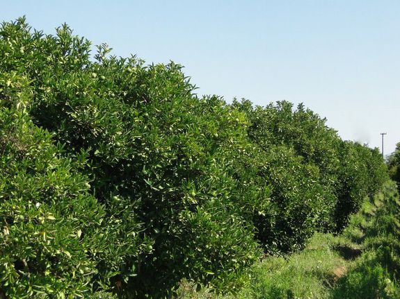 Αγροτεμάχια 8.800 τ.μ. για πώληση, Αργολίδα, Νέα Κίος