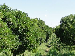 Αγροτεμάχια 8.800 τ.μ. για πώληση