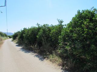 Αγροτεμάχια 7.500 τ.μ. για πώληση, Αργολίδα, Μιδέα-thumb-5