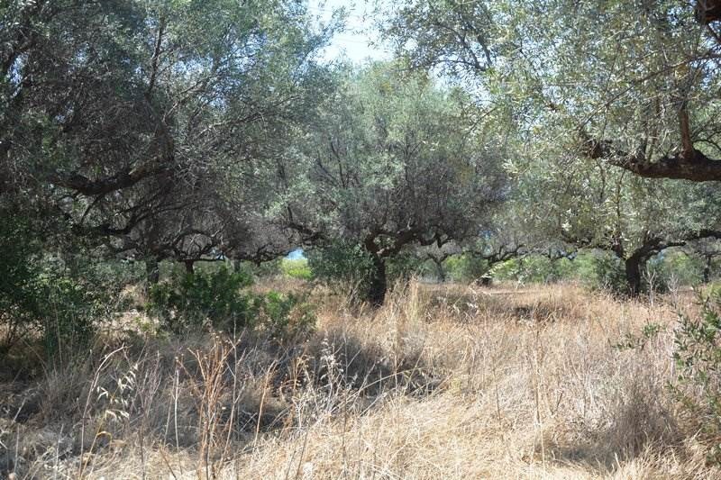 Αγροτεμάχια 14.000 τ.μ. προς πώληση, Καρδαμύλη