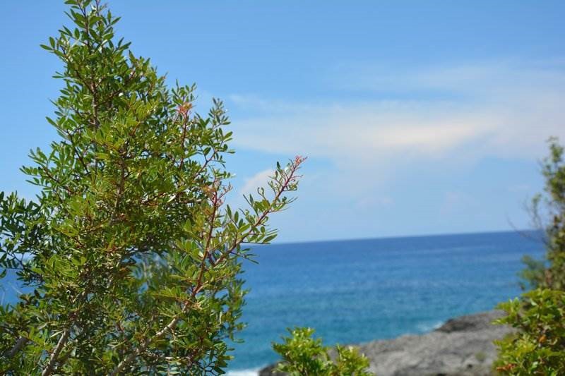 Αγροτεμάχια 14.000 τ.μ. προς πώληση, Καρδαμύλη