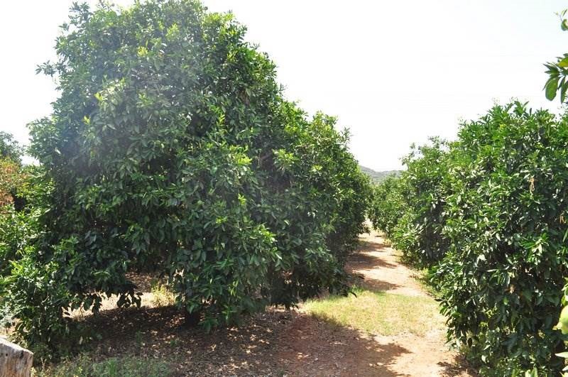 Αγροτεμάχια 12.000 τ.μ. προς πώληση, Άγιος Αδριανός