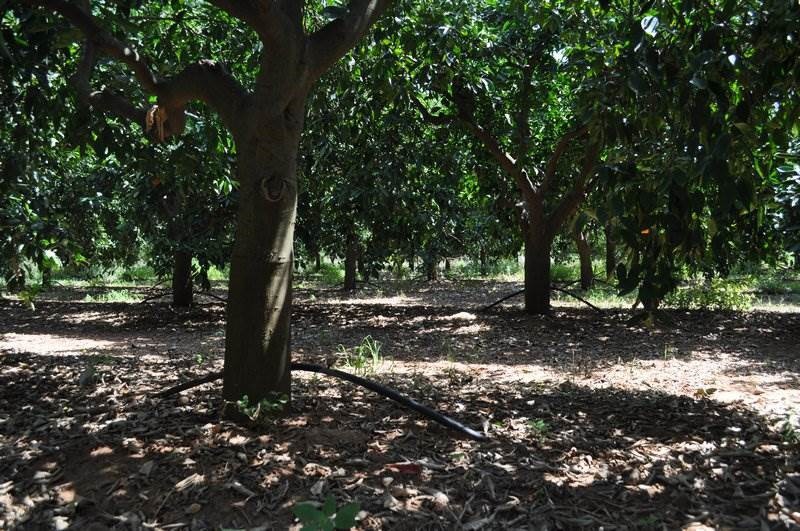 Αγροτεμάχια 12.000 τ.μ. προς πώληση, Άγιος Αδριανός