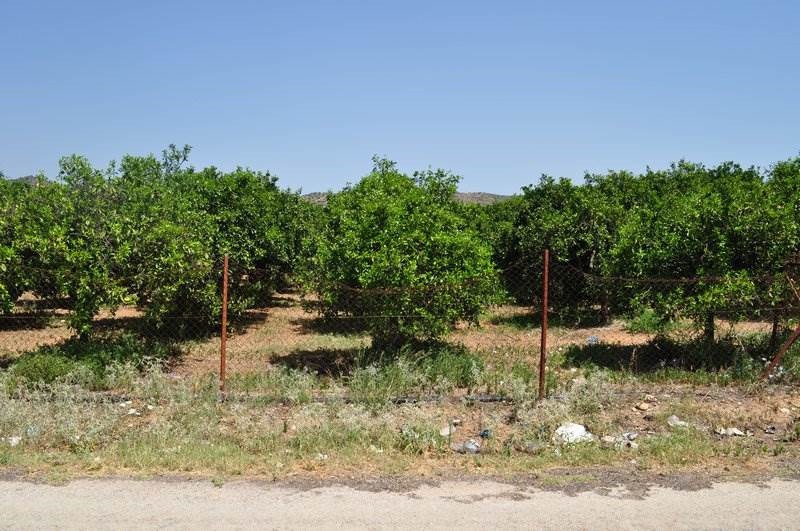 Αγροτεμάχια 12.000 τ.μ. προς πώληση, Άγιος Αδριανός