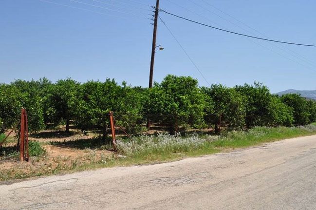 Αγροτεμάχια 12.000 τ.μ. για πώληση, Αργολίδα, Νέα Τίρυνθα