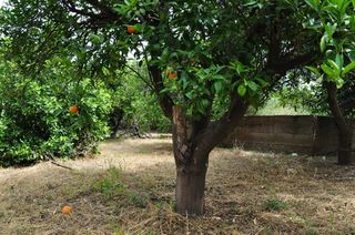 Αγροτεμάχια 4.500 τ.μ. για πώληση, Αργολίδα, Μιδέα-thumb-12