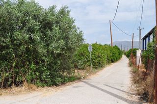 Αγροτεμάχια 4.500 τ.μ. για πώληση, Αργολίδα, Μιδέα-thumb-17