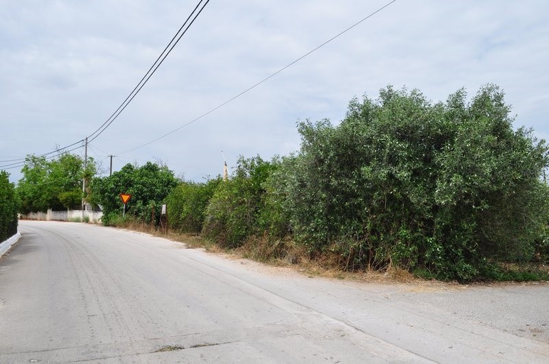 Αγροτεμάχια 4.500 τ.μ. προς πώληση, Μιδέα