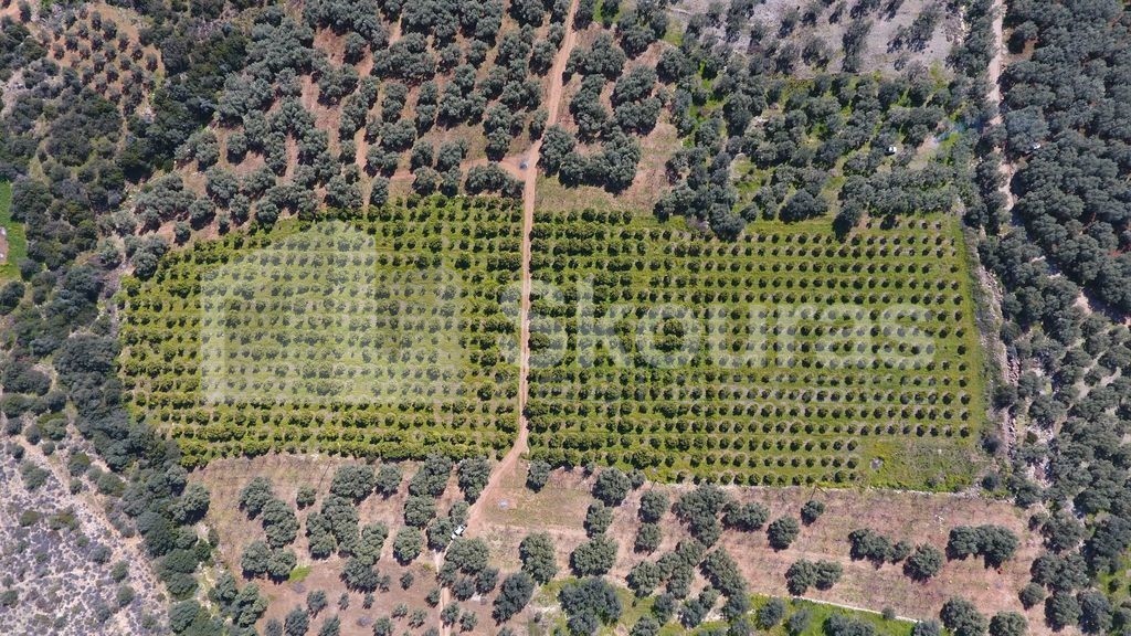 Αγροτεμάχια 25.000 τ.μ. προς πώληση, Άστρος