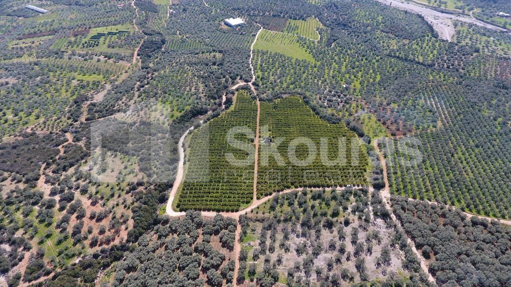 Αγροτεμάχια 25.000 τ.μ. προς πώληση, Άστρος