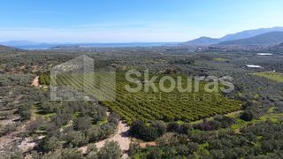 Αγροτεμάχια 25.000 τ.μ. για πώληση