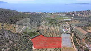 Αγροτεμάχια 5.500 τ.μ. για πώληση, Αργολίδα, Ασίνη-thumb-18