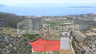 Αγροτεμάχια 5.500 τ.μ. για πώληση, Αργολίδα, Ασίνη-thumb-20