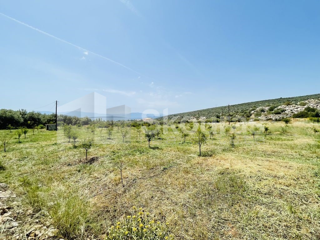 Αγροτεμάχια 5.500 τ.μ. προς πώληση, Κάντια