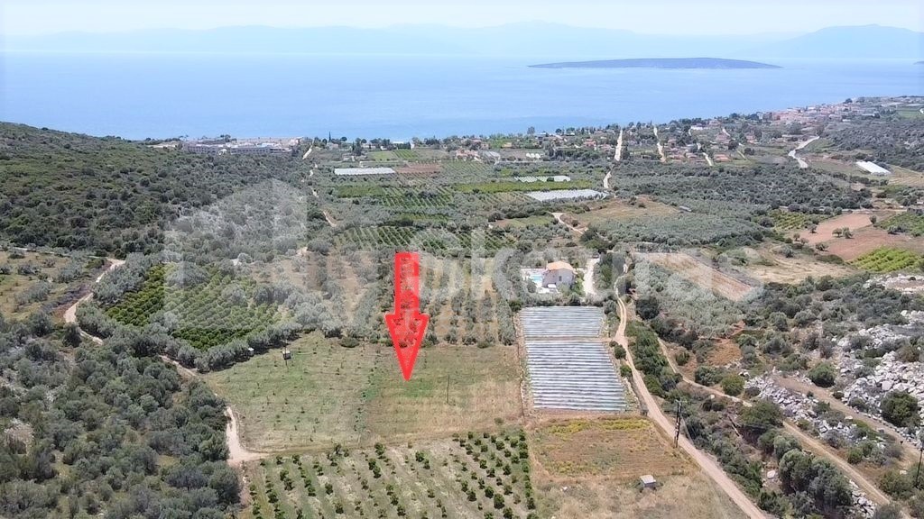 Αγροτεμάχια 5.500 τ.μ. προς πώληση, Κάντια