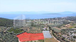Αγροτεμάχια 5.500 τ.μ. για πώληση