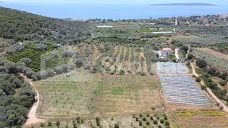 Αγροτεμάχια 5.500 τ.μ. για πώληση, Αργολίδα, Ασίνη-thumb-6