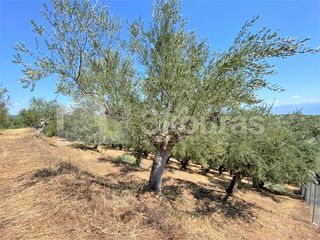 Οικόπεδο 7.020 τ.μ. για πώληση, Μεσσηνία, Μεσσήνη-thumb-20