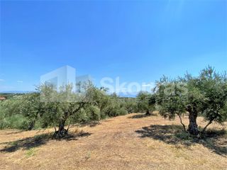 Οικόπεδο 7.020 τ.μ. για πώληση, Μεσσηνία, Μεσσήνη-thumb-17