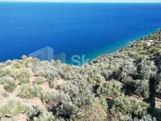 Αγροτεμάχια 6.500 τ.μ. για πώληση, Αρκαδία, Απόλλωνας-thumb-4