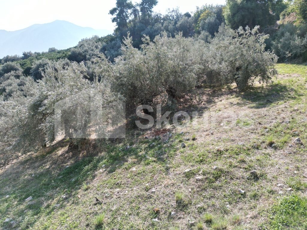 Αγροτεμάχια 4.367 τ.μ. πρός πώληση, Αργολίδα, Επίδαυρος