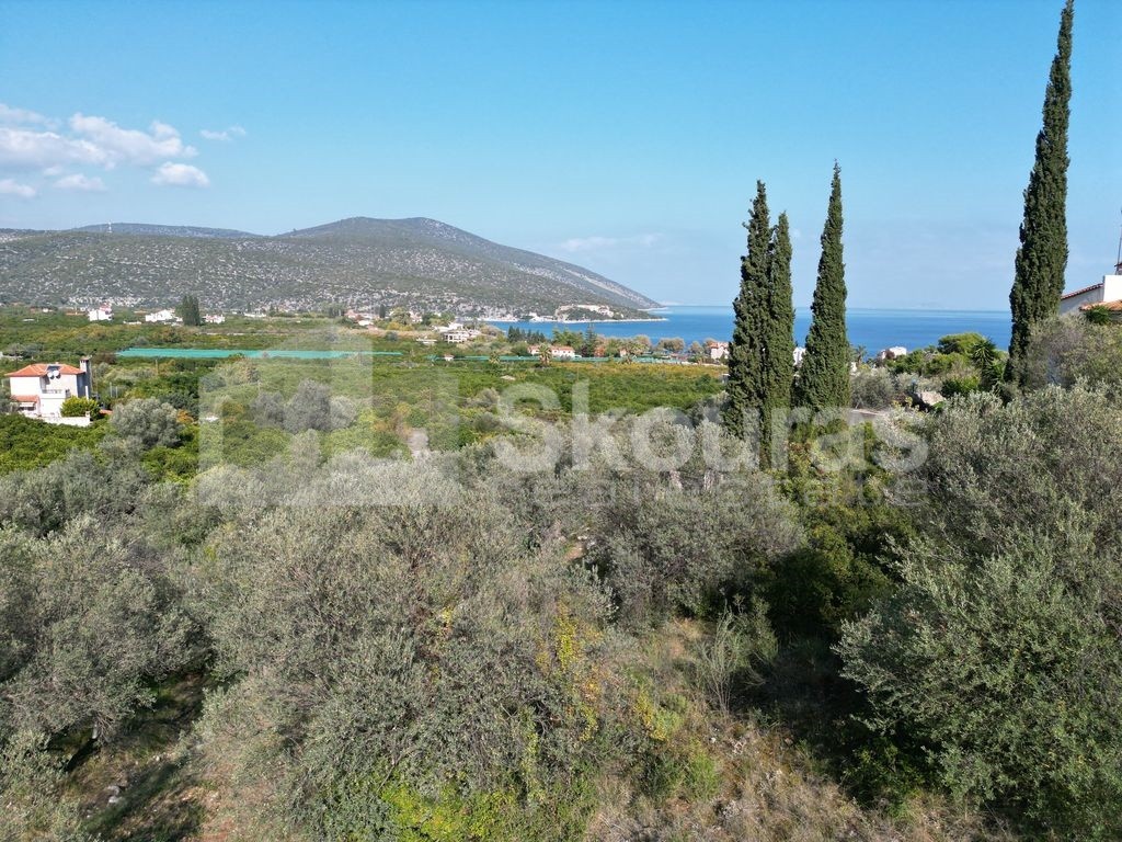Αγροτεμάχια 4.240 τ.μ. προς πώληση, Νέα Επίδαυρος