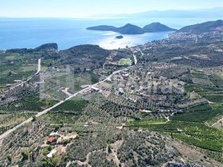 Αγροτεμάχια 7.103 τ.μ. για πώληση