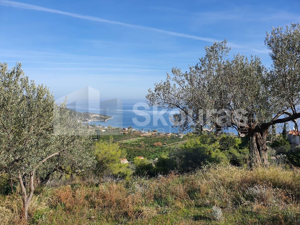 Αγροτεμάχια 4.035 τ.μ. προς πώληση, Νέα Επίδαυρος