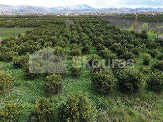 Αγροτεμάχια 11.000 τ.μ. προς πώληση, Λάλουκας-thumb-18
